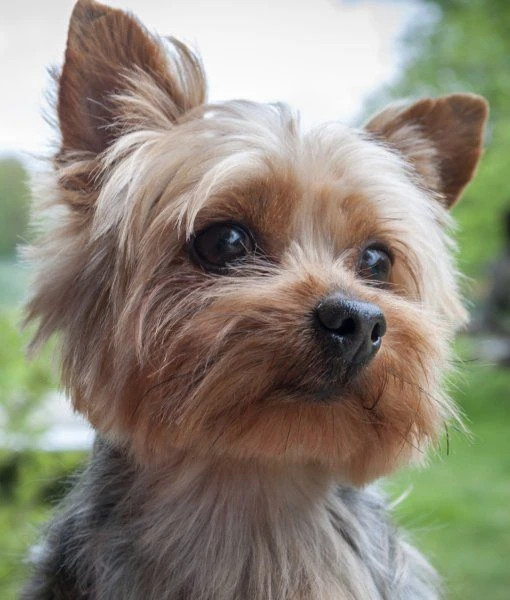 File:Yorkie.jpg
