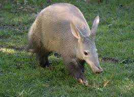 File:Aardvark image.jpeg