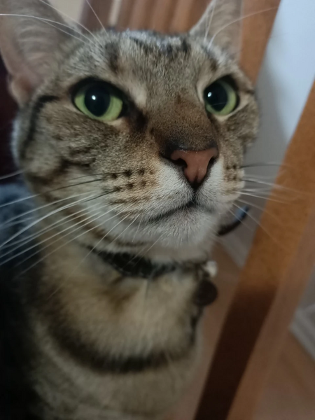 File:Freya my cat.jpg