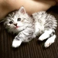 File:Winter the kitten.jpeg