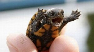 Cuteturtle.jpg
