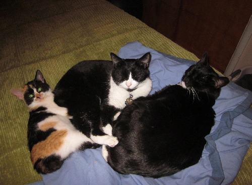File:All three cats pic.png