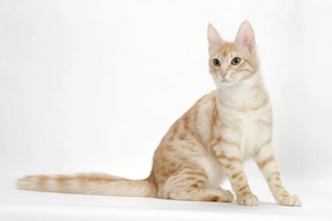 AP-1LJRPR Turkish Angora Cat.jpg