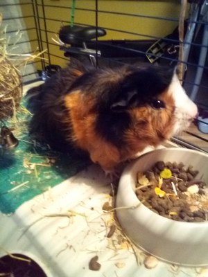 Alex guinea pig.jpg