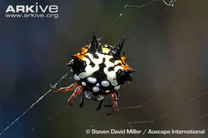 Australian-jewel-spider-dorsal-view.jpg