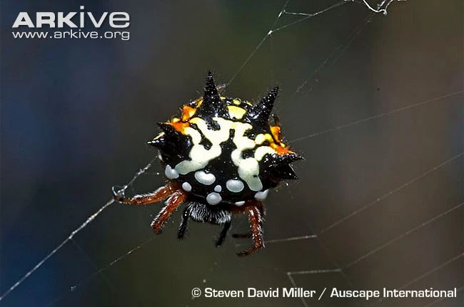 File:Australian-jewel-spider-dorsal-view.jpg