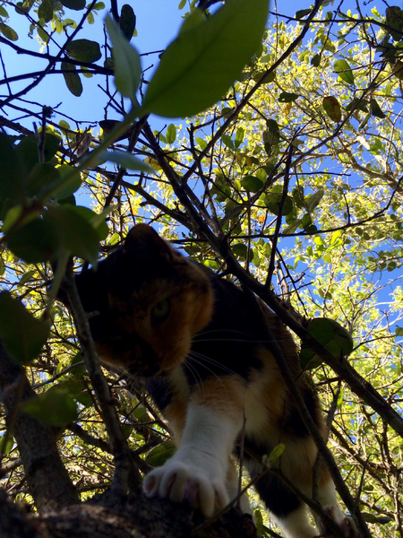 File:Shadow's cat.jpeg