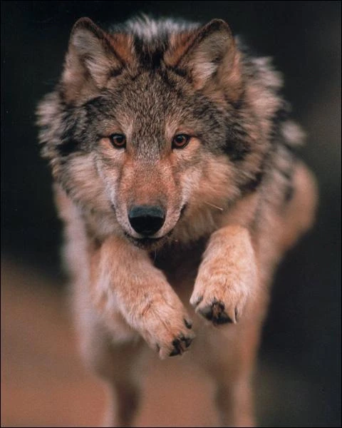 File:Wolf5.jpg