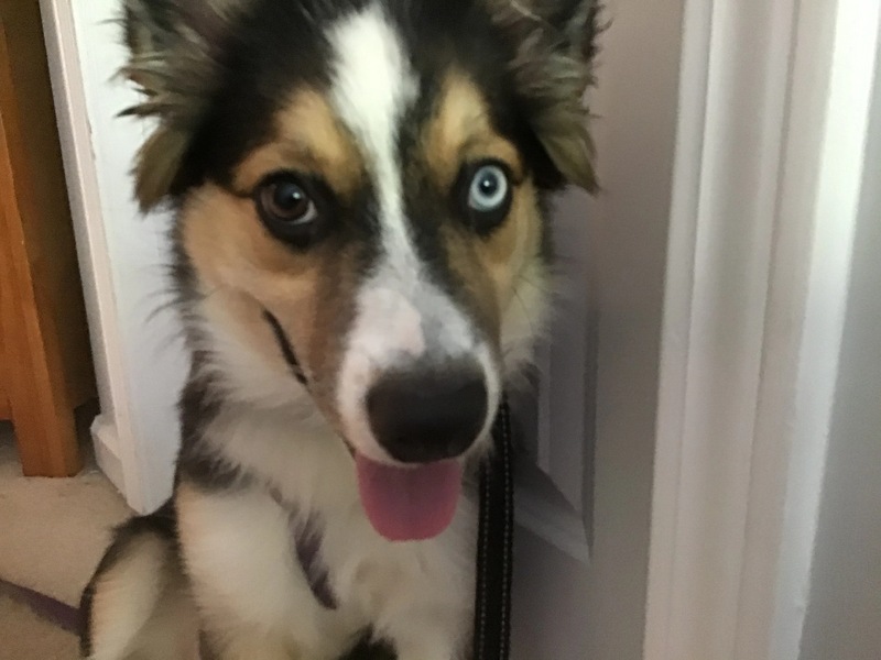 File:A kind dog.jpeg