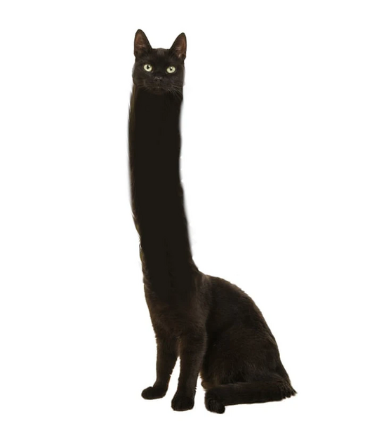 File:A wild giraffe.jpg