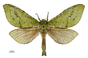 Aenetus virescens female LCR.jpg