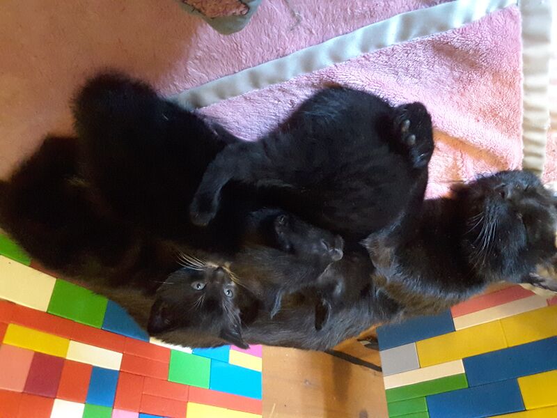 File:20200905 134451.jpg