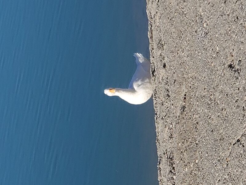 File:20200717 181556.jpg