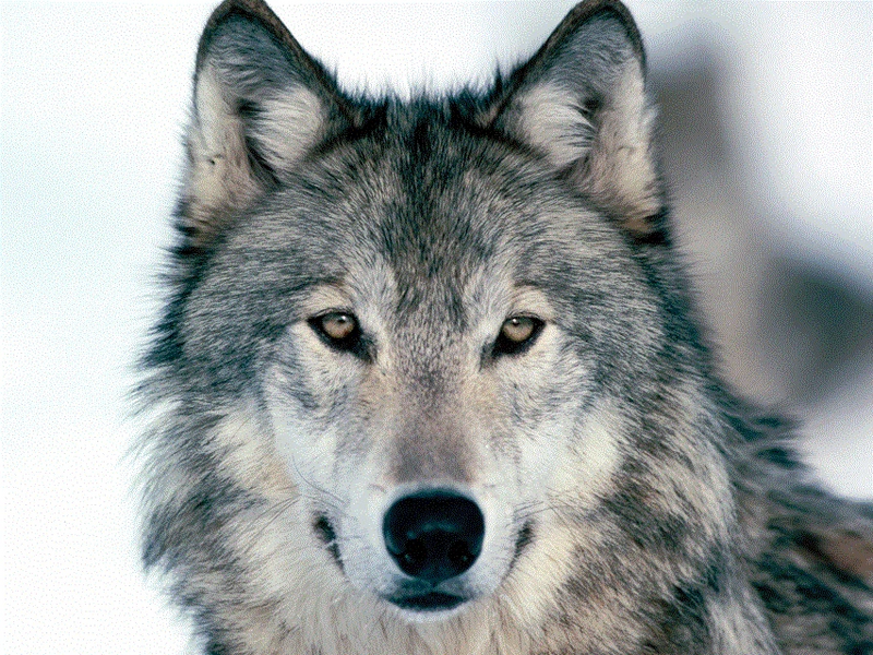 File:Wolf.gif