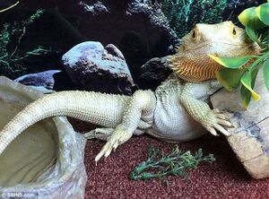 428243C900000578-4713606-image-a-6 1500541685668.jpg