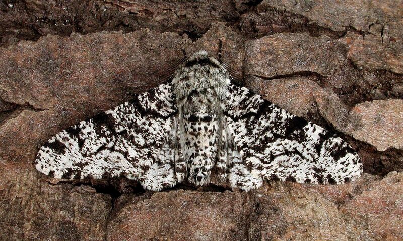 File:4632748617-peppered-moth.jpg
