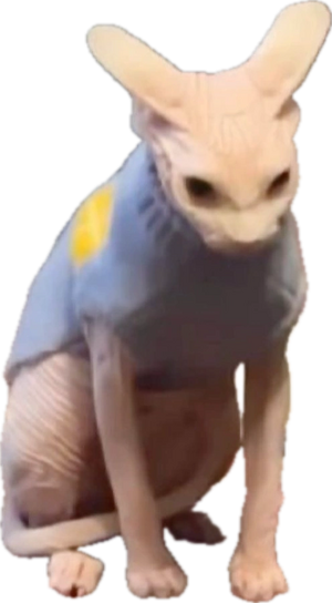 Angry wrinkle cat but transparent.png