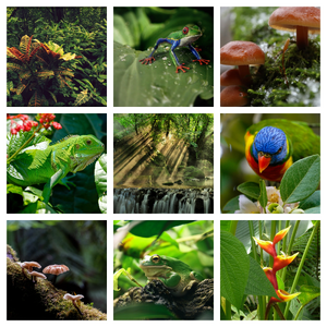 Rainforest'sColor.png