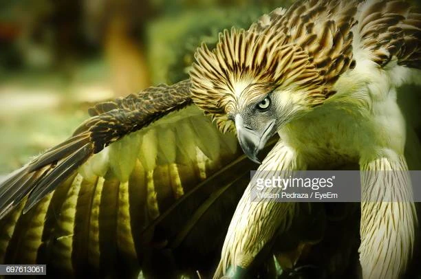 File:Aquila delle filippine.jpg