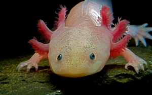 Axolotl.png