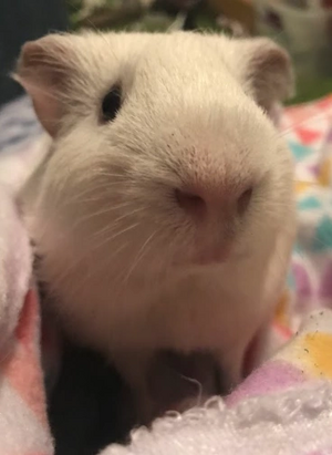 ALFIE ALFIE ALFIE ALFIE.png