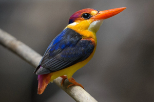 A Rainbow Bird.jpg