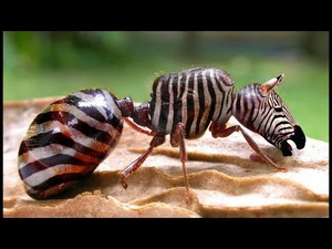 Hqdefault (1)eeeeeeee.jpg