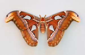 Atlas Moth.jpg