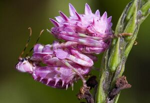 4497571532 6a0613bdde z thumb-2-.jpg