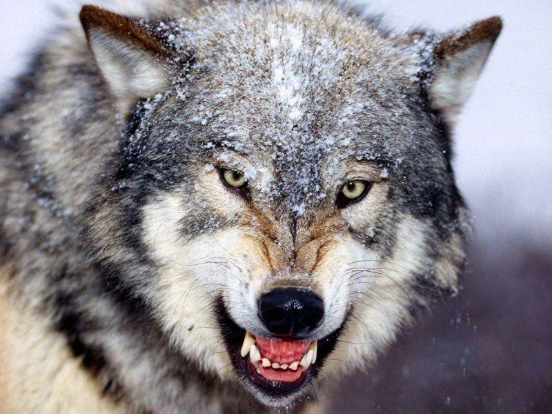 File:Wolf.jpg