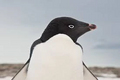 An Adelie penguin