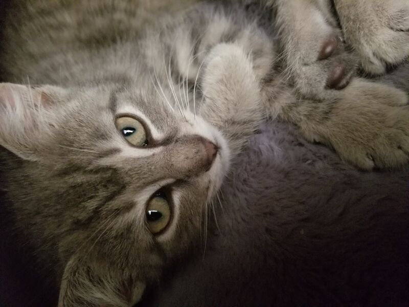 File:20200607 190734.jpg