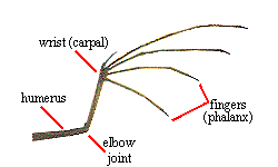 Parts of a dragon's wing-Not my pic.gif