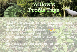 Willow’s PFP Introduction light.png