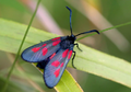 An actual burnet moth