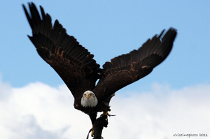 Aquila di mare testabianca.jpg