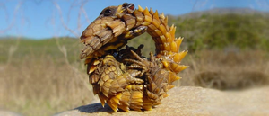 Armadillo-girdled-lizard-picture.jpg