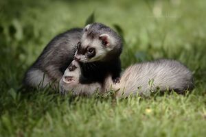 4. Ferret love by Anna Terekhova.jpg