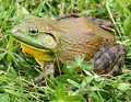 A real-life bullfrog (pic from Wikipedia)