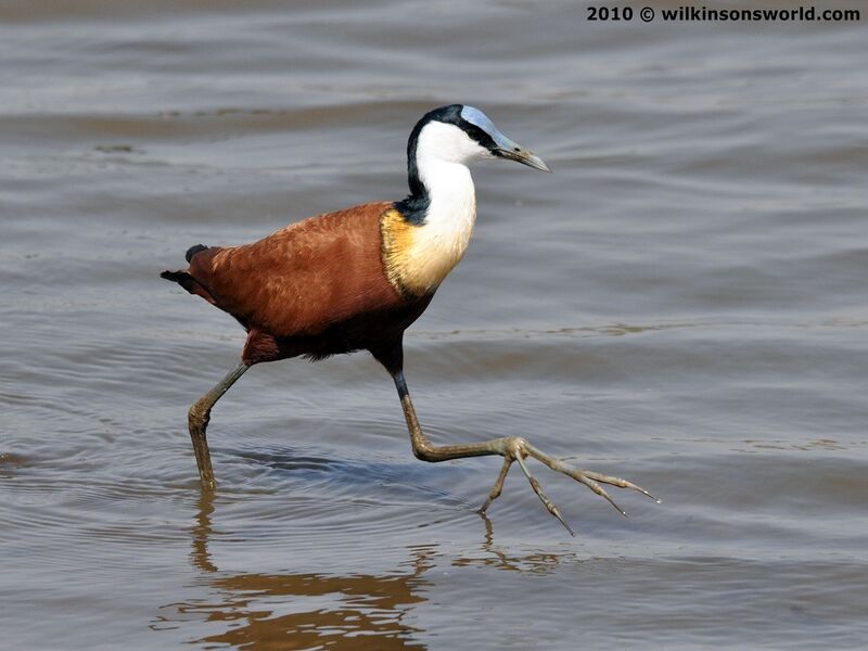 File:3-african-jacana.jpg