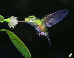 File:Flying frog.jpeg