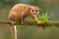 A real life kinkajou