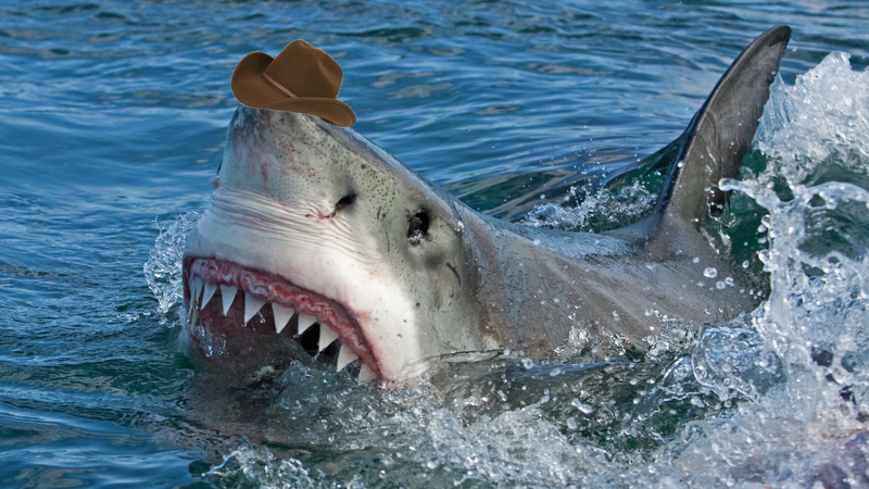 File:Wotshark.jpg