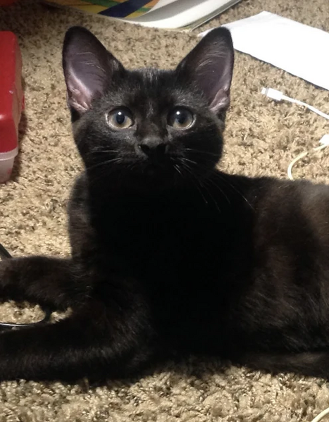 File:Nightcloud, Cuz’s cat.jpeg