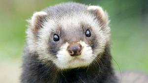 87958032 c0010515-european polecat-spl.jpg