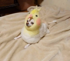 Cursed+images 1f89d9 6257482.jpg