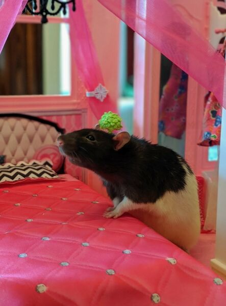 File:20200620 184106.jpg