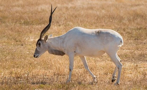 Addax the eveil.jpg
