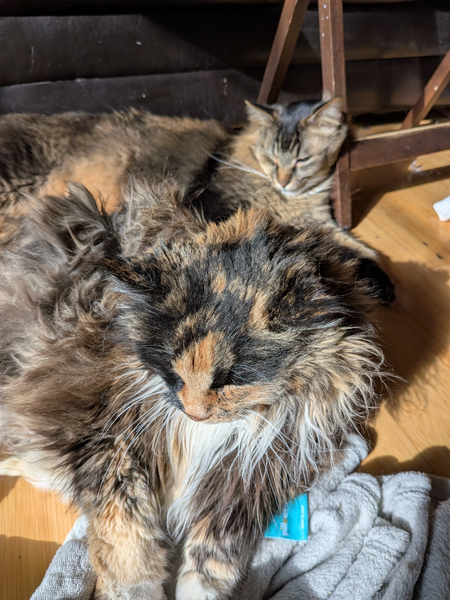 File:PXL 20260220 173713102.jpg