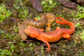 Actual newts